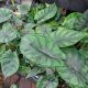 ALOCASIA 3.5