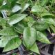 HOYA 4