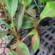 MUSA 4