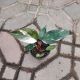 PHILODENDRON 4