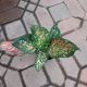 AGLAONEMA 6