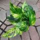 EPIPREMNUM 6