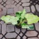 PHILODENDRON 6