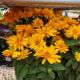 HELIOPSIS ATHENA GOLD  #1