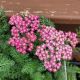 ACHILLEA MILLY ROCK ROSE QT