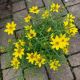 COREOPSIS  ZAGREB QT