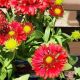 GAILLARDIA SPINTOP MARIACHI RED SKY #1