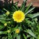LEUCANTHEMUM SWEET DAISY IZABEL #1