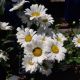 LEUCANTHEMUM BETSY #1