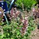 NEPETA WHISPURR PINK #1