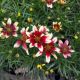 COREOPSIS SUNSTAR ROSE #1