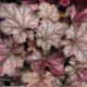 HEUCHERA INDIAN SUMMER MULBERRY QT