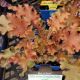 HEUCHERA INDIAN SUMMER ORANGEBERRY RUFFLE QT