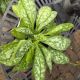 PULMONARIA OPAL #1