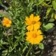 COREOPSIS LANCEOLATA #2