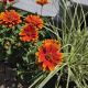 HELIOPSIS FORGED IN FIRE #1