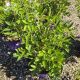 VINE WISTERIA SUMMER CASCADE #3