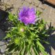 STOKESIA RIPTIDE #1.5