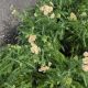 ACHILLEA MILLEFOLIUM SUMMER PASTELS #1