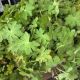 GERANIUM INGWERSENS VARIETY #2