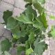 HEUCHERA AUTUMN BRIDE #1
