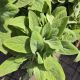 STACHYS HELEN VON STEIN #2