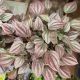 PEPEROMIA 6