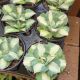 AGAVE 3.5