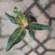 PHILODENDRON 4