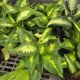 DIEFFENBACHIA 6