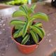 PEPEROMIA 2.5