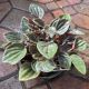 PEPEROMIA 6