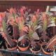 EUPHORBIA 2