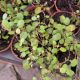 CREEPING WIRE VINE 2