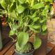 ANT PLANT 4