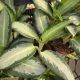AGLAONEMA 6