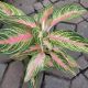 AGLAONEMA 6