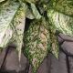 AGLAONEMA 10