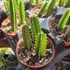 CACTUS STAPELIA 4