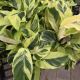 CALATHEA 4