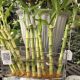 BAMBOO 8