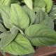 POTHOS 6