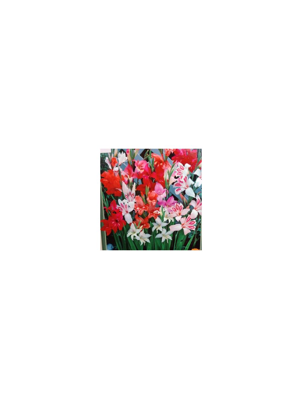 BULB HARDY GLADIOLUS NANUS MIX