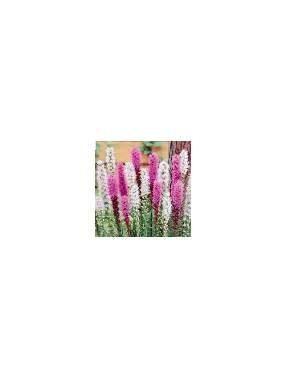 BULB LIATRIS MIX