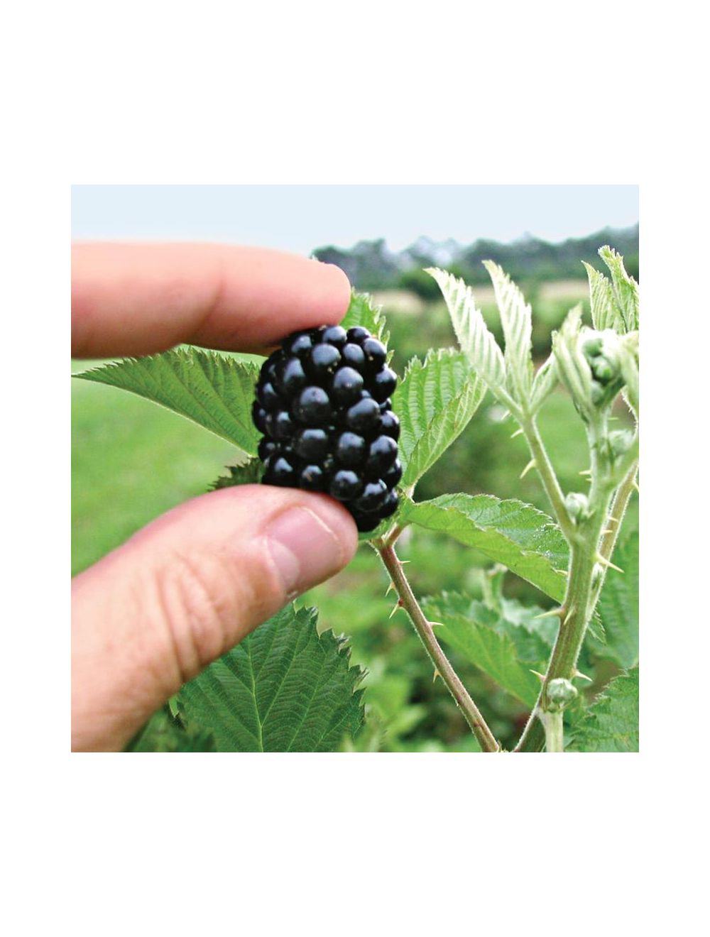 BLACKBERRY PRIME JIM