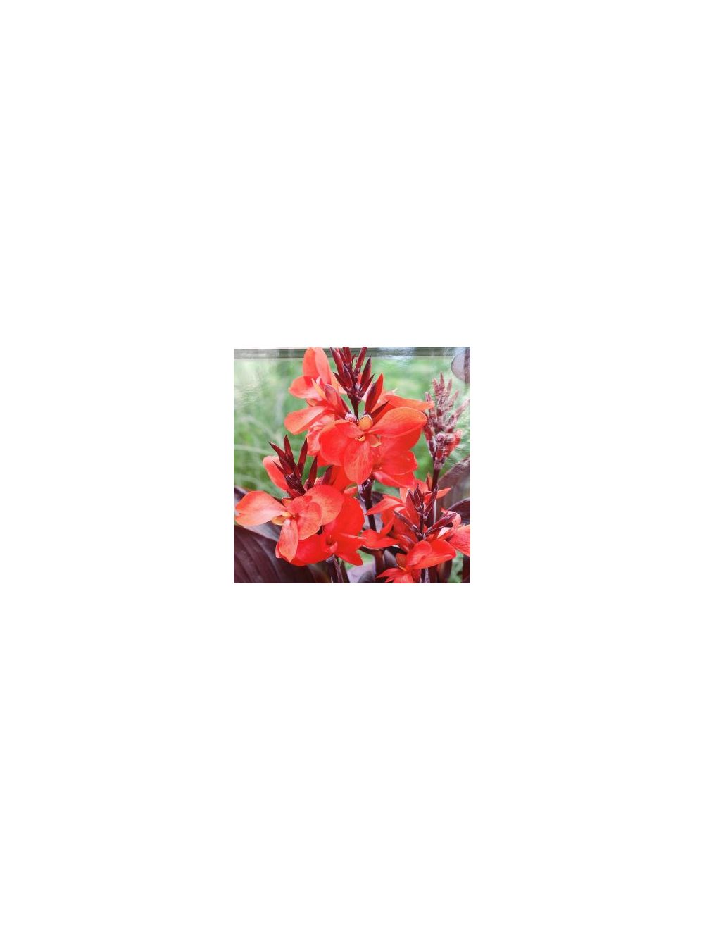 BULB CANNA LILY HAPPY JULIA