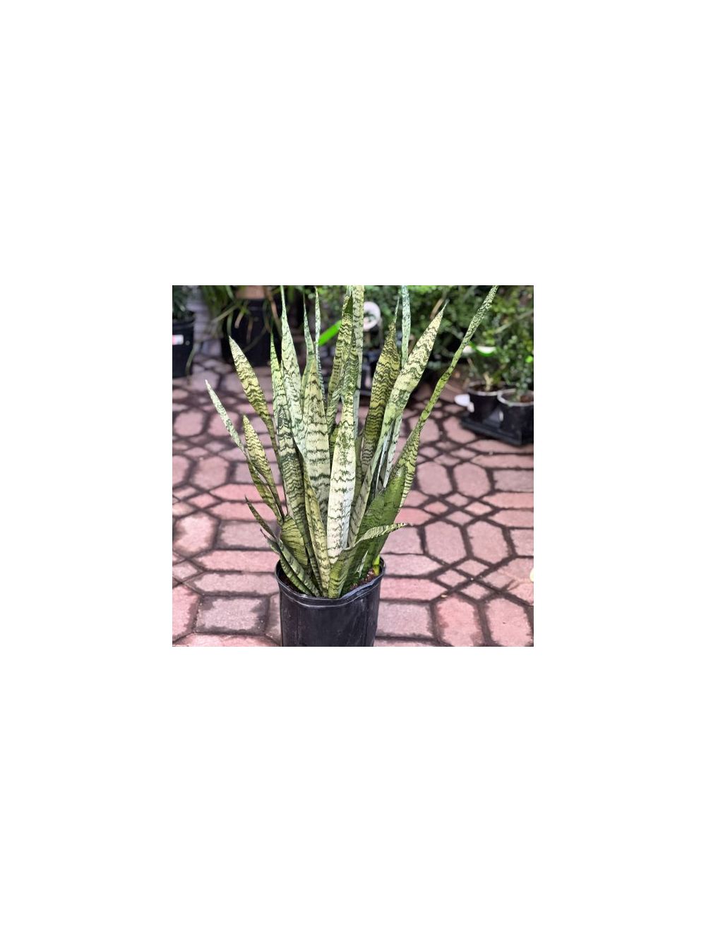 SNAKE PLANT ZEYLANICA