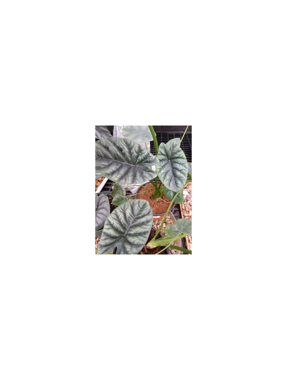 ALOCASIA 6" MIRROR FACE