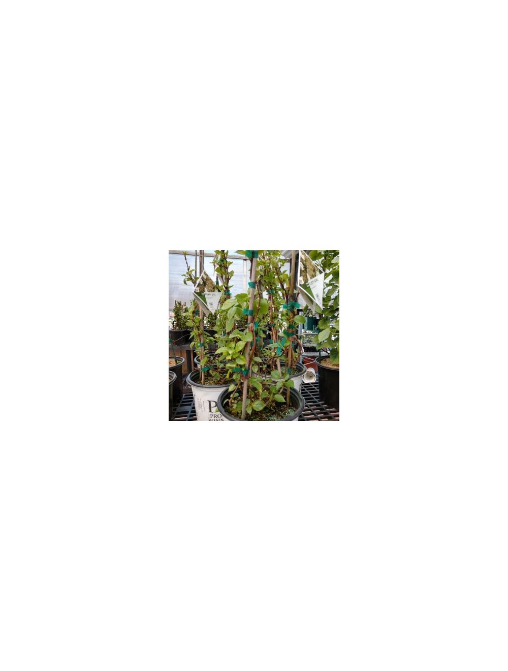 SCHIZOPHRAGMA HYDRANGEA FLIRTY GIRL 2