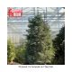 FIR CONCOLOR 6'-7'